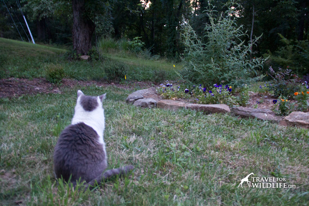 Our cat Sadie loves to watch fireflies