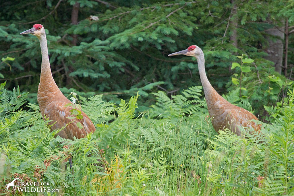 Sandhill cranes near Marquette, Michigan.