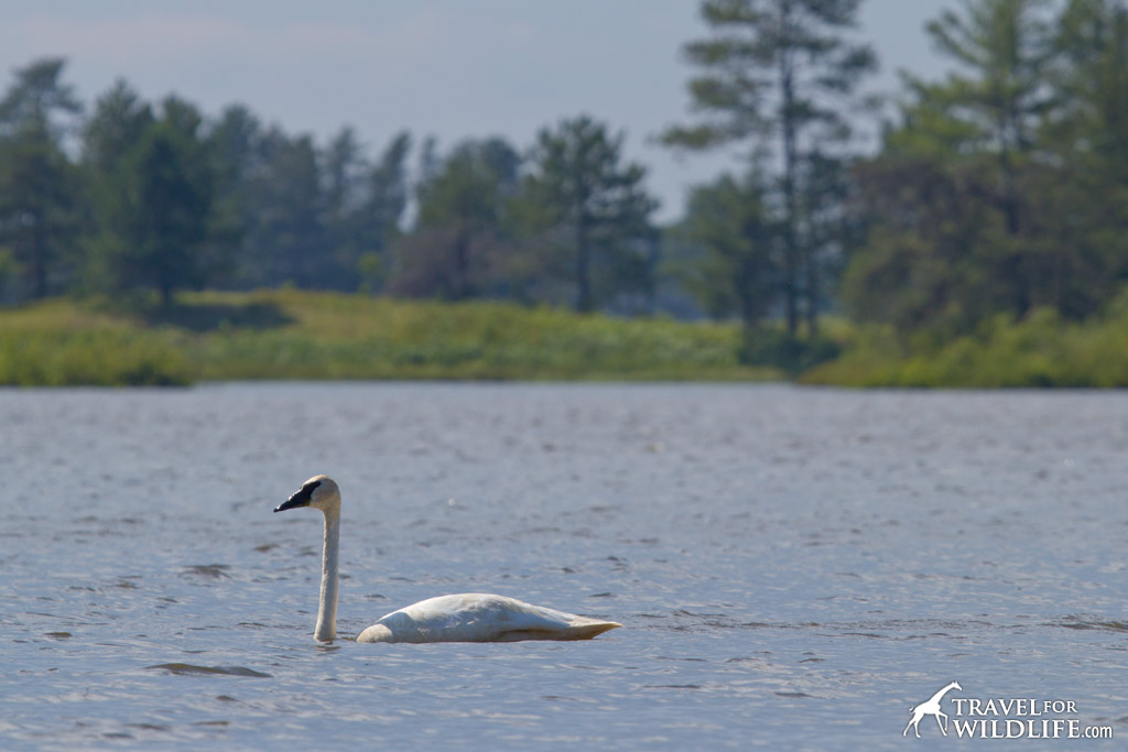 Trumpeter swan at Seney NWR