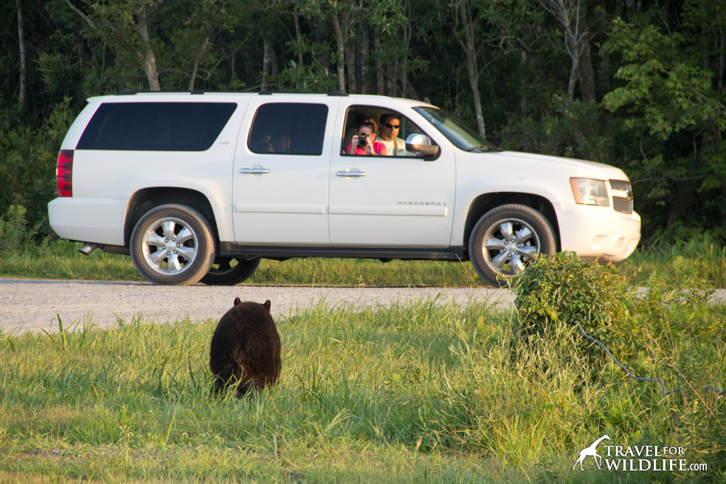 You might even see a bear on your way to the red wolf howling program