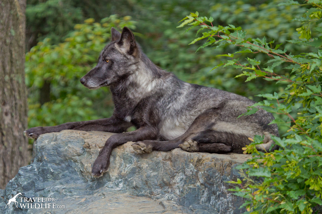 Luna, one of the ambassador wolves at the International Wolf Center