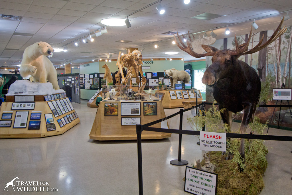 Exhibits inside the North American Bear Center in Ely, Minnesota
