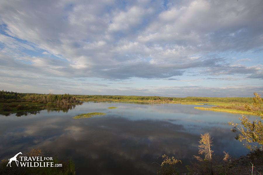 Moving slowly across the Northern Manitoba wilderness
