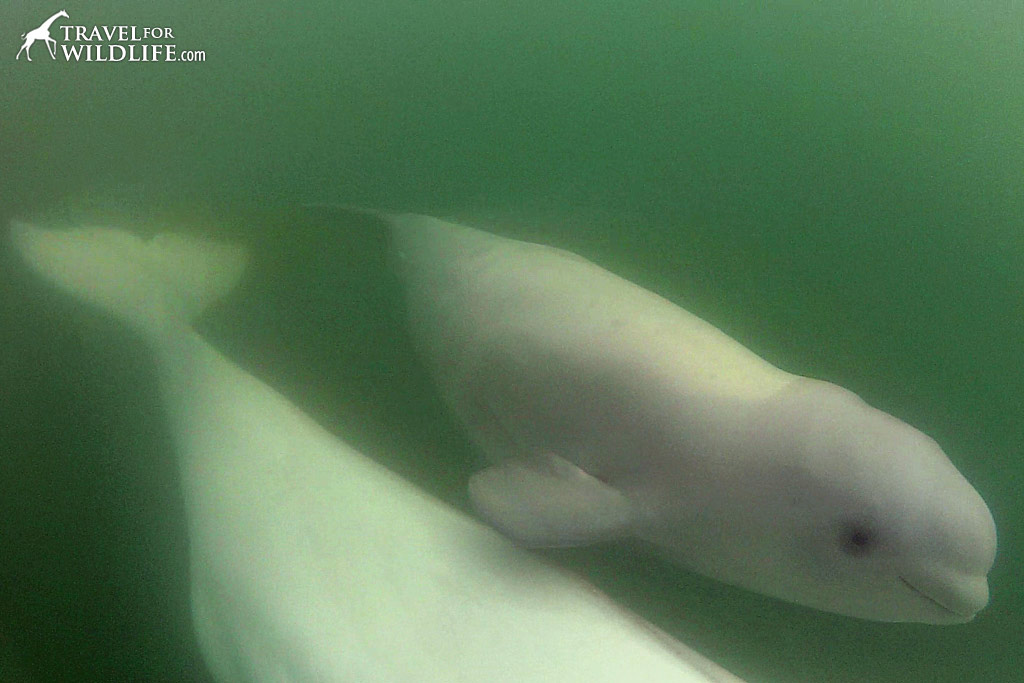 Baby belugas swimming with mother