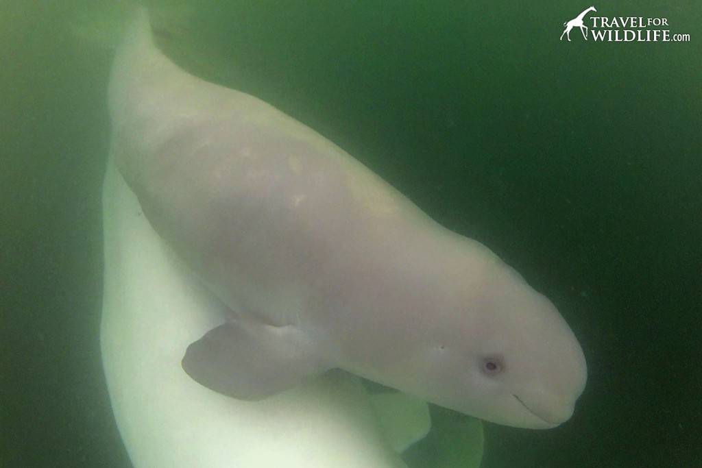 Snorkeling with baby beluga whales, Churchill Manitoba