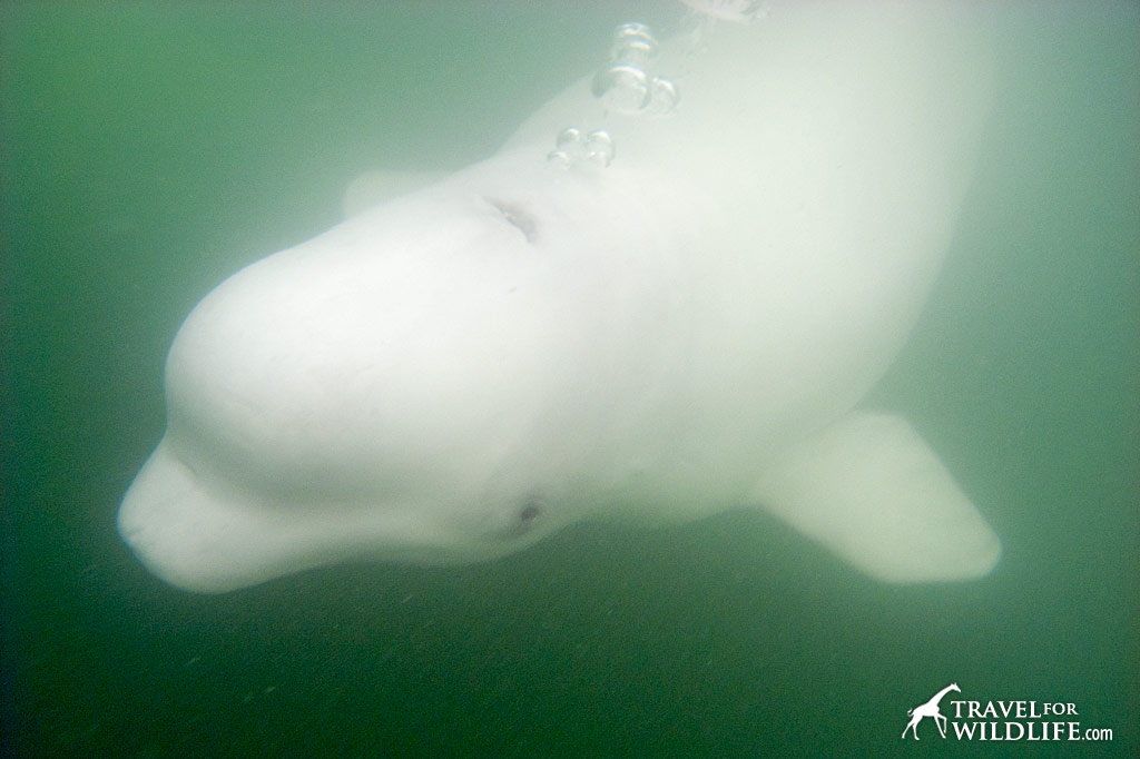 swim with beluga whales Churchill