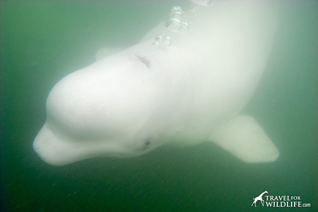 Beluga blowing bubbles in the Churchill River, Manitoba