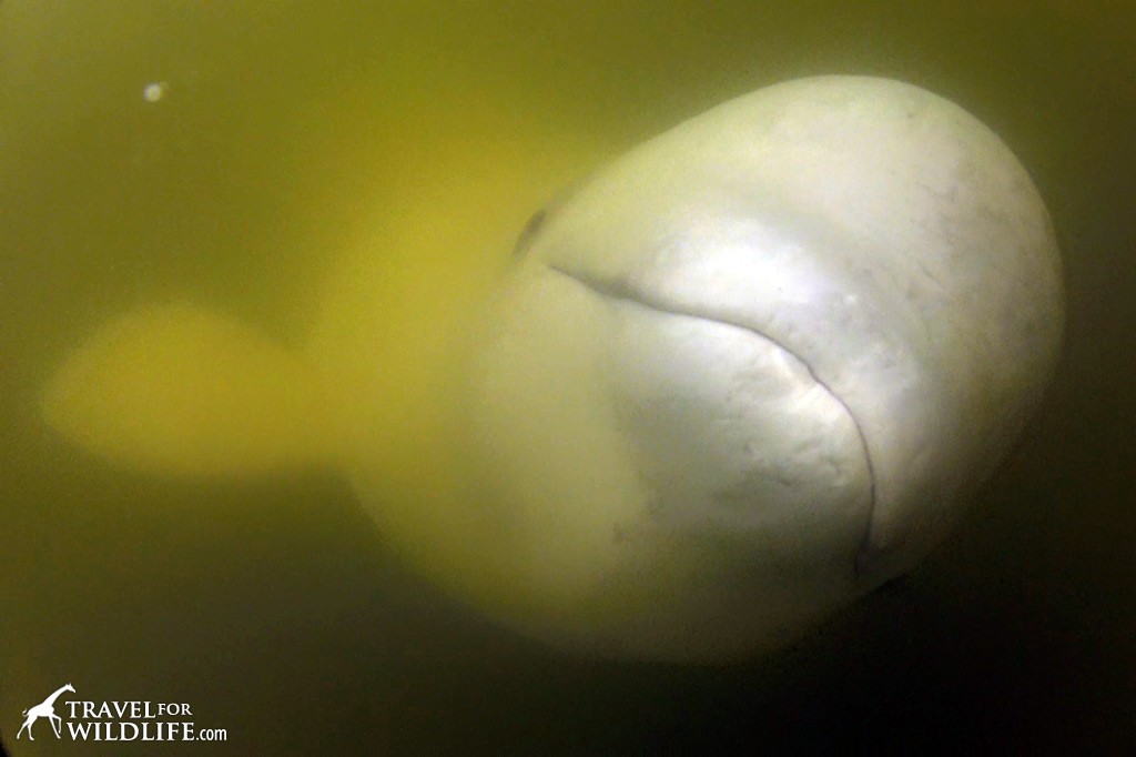 kayak with beluga whales, Churchill Manitoba, Canada