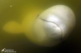 Imagine this smiley face rising up out of the murky depths. Beluga Whale, Churchill Manitoba