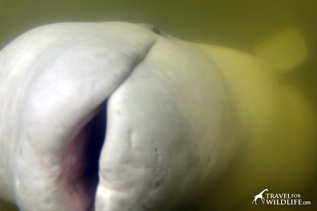 Imagine this smiley face rising up out of the murky depths to greet you. Beluga Whale, Churchill Manitoba