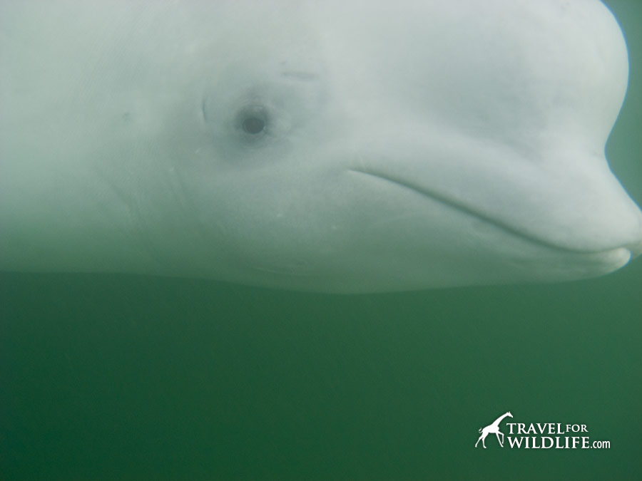 Beluga portrait