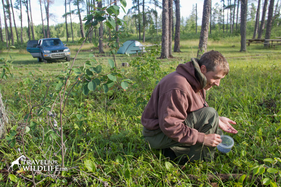 Picking blueberries at the free campsite