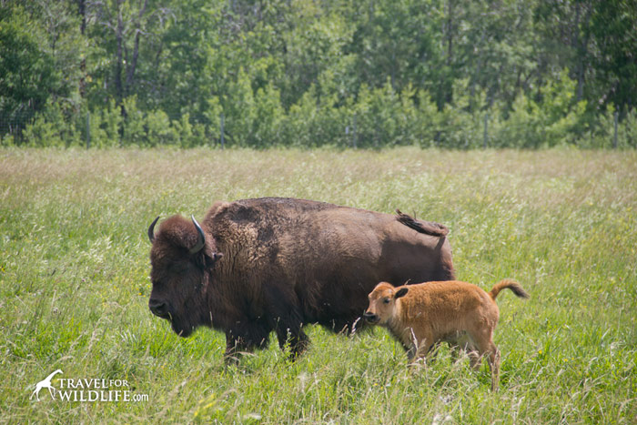 A baby bison in the Fort Whyte Alive bison herd.