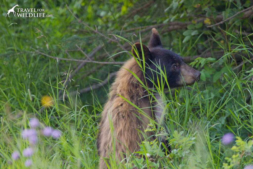 A cinnamon-colored black bear in Riding Mountain
