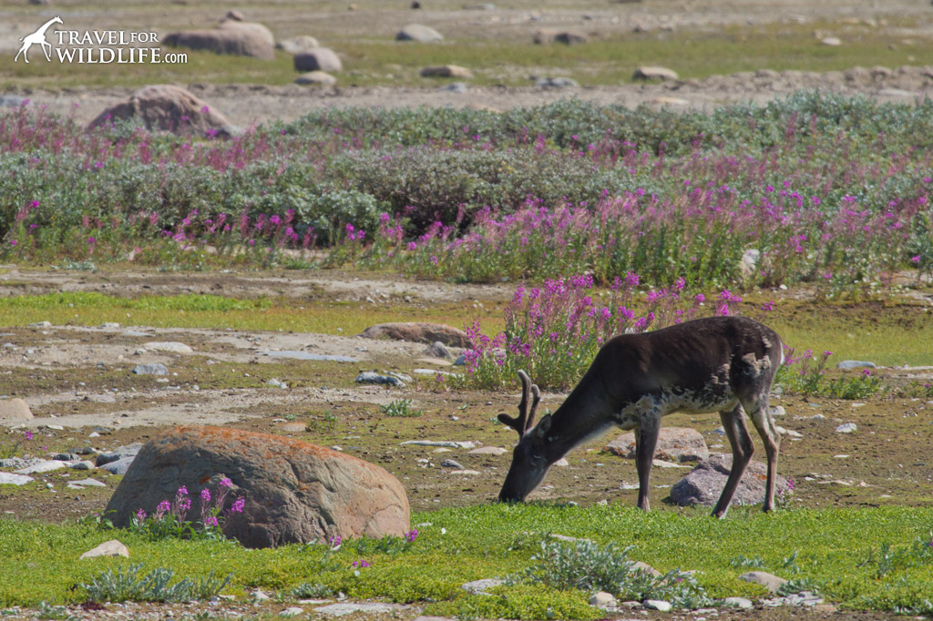 woodland caribou in Churchill, Manitoba