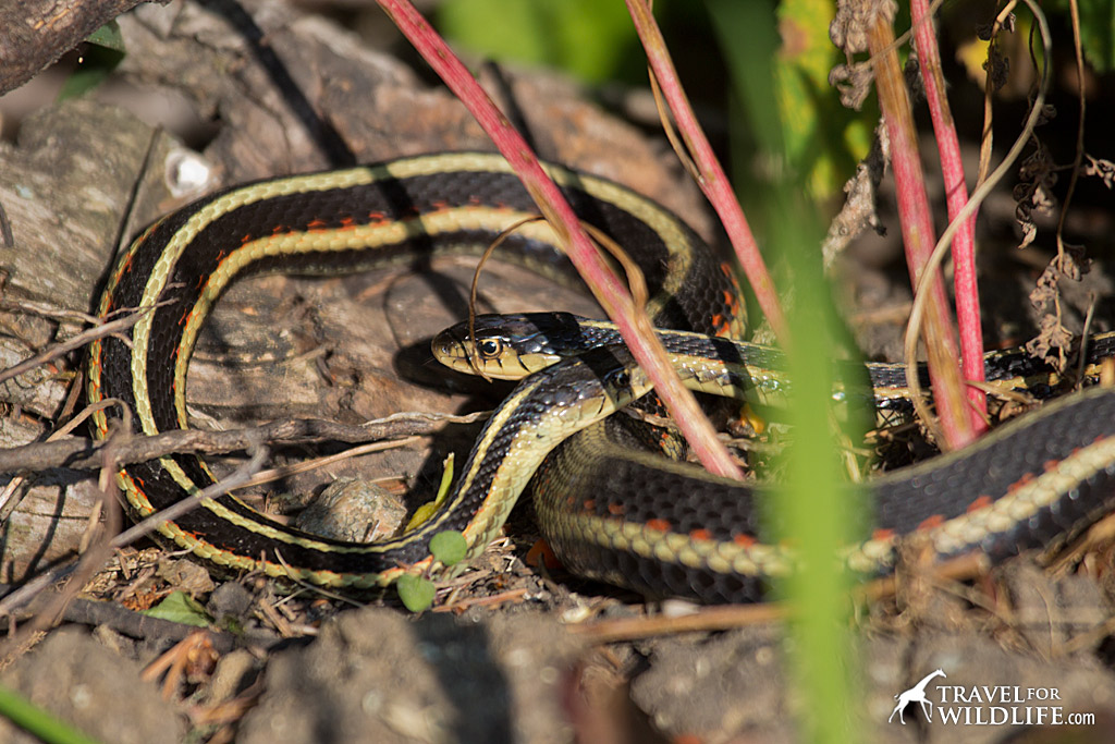 Narcisse Snake Dens in Manitoba