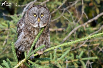 A Great Gray Owl in Duck Mountain Provincial Park, Manitoba
