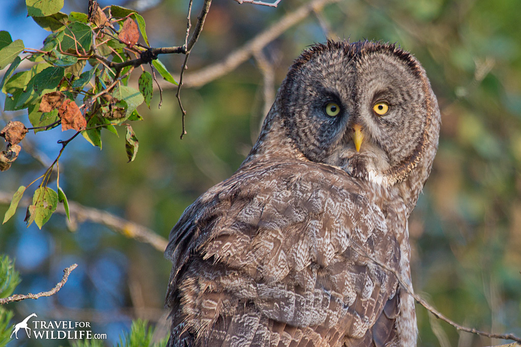 Dang, isn't he awesome? Great Gray Owl, Manitoba