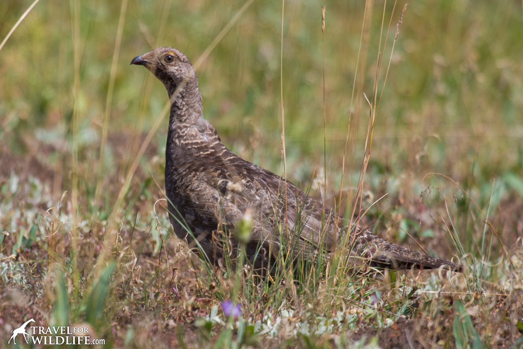 A Dusky Grouse calls softly to her five chicks hiding across the trail from us. Yellowstone National Park.