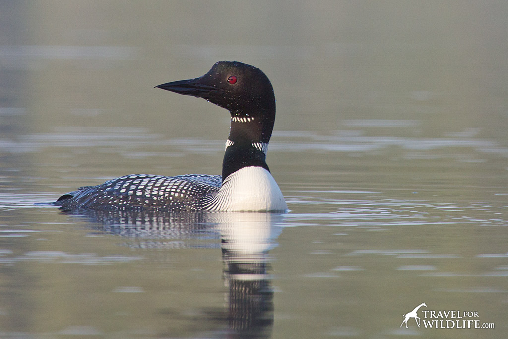 loon in Manitoba