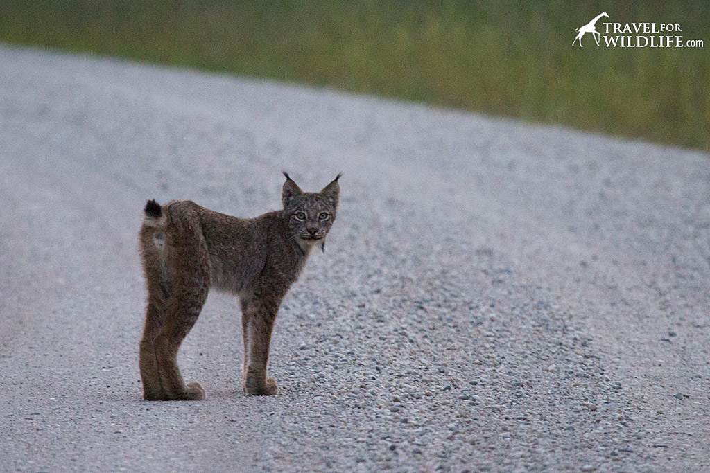A lynx hunting along the road in Riding Mountain