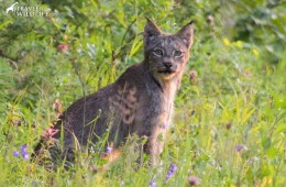 A lynx hunting birds by the road in Riding Mountain National Park Manitoba