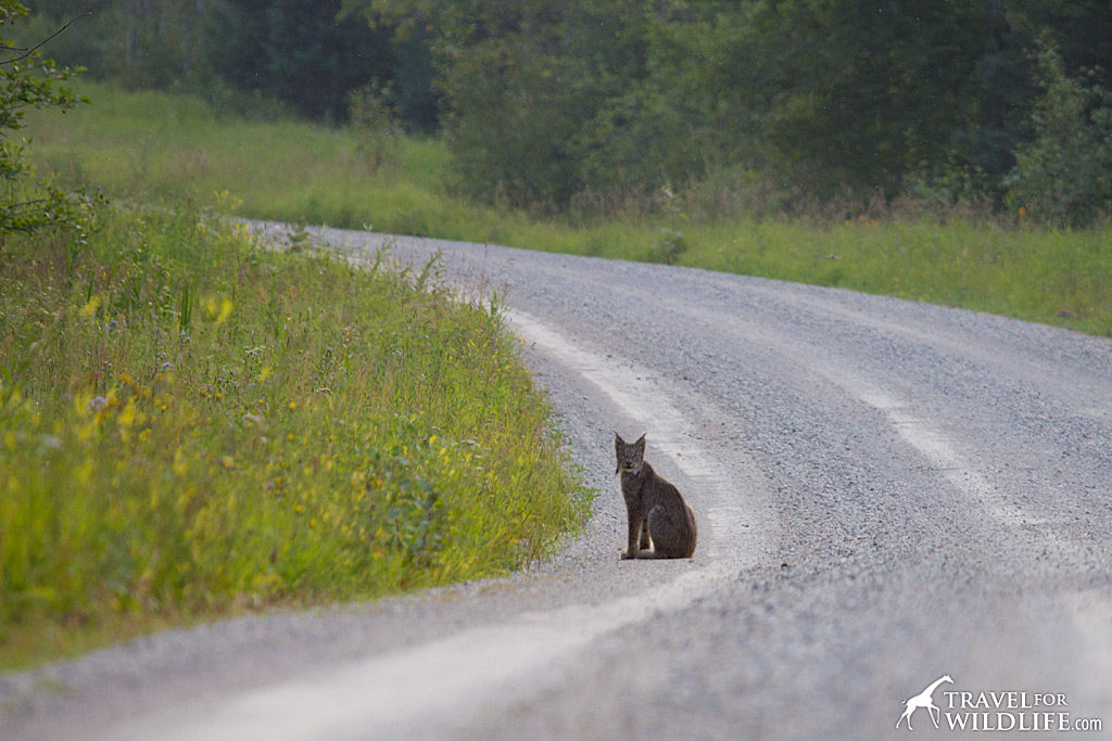A small form was sitting comfortably in the road.