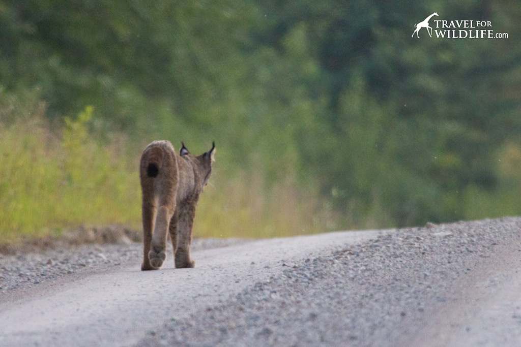 Look at the size of those paws. Lynx in Manitoba.