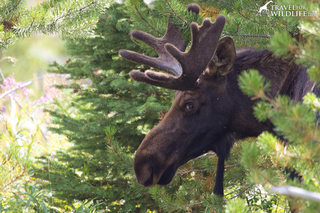 We spotted several moose browsing in the trees during our hike in Yellowstone