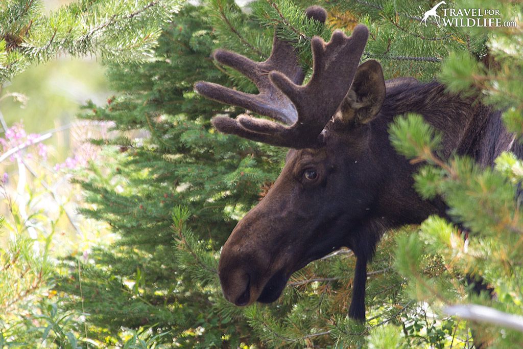 You might see a moose wander down the main street in Silver Gate, MT