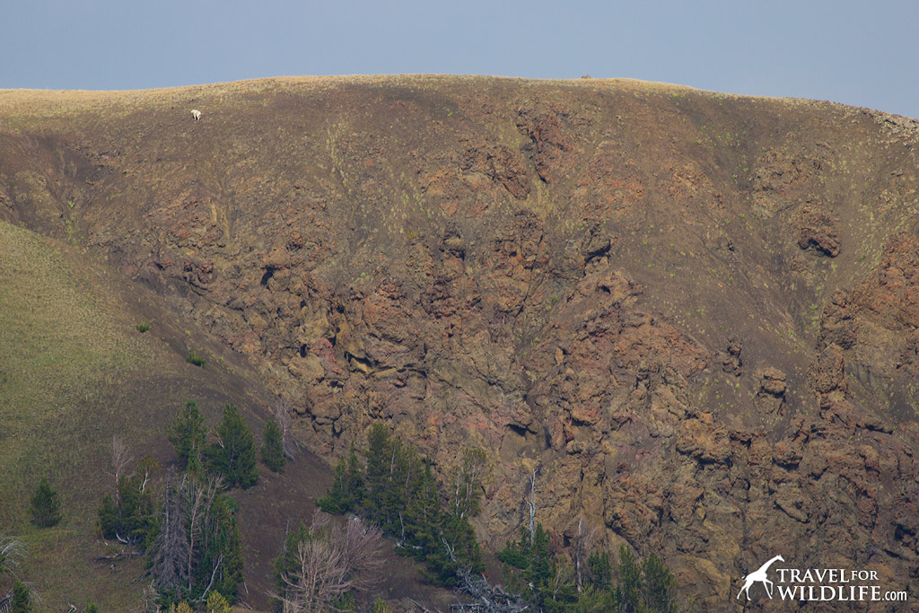 See that tiny white spot? It's a mountain goat climbing a steep cliff out of the Hoodoo Basin in Yellowstone!