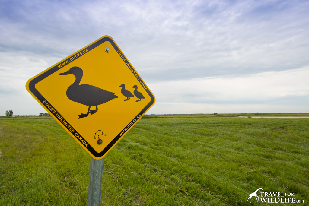 Ducklings and goslings abound at Oak Hammock Marsh in the summer.