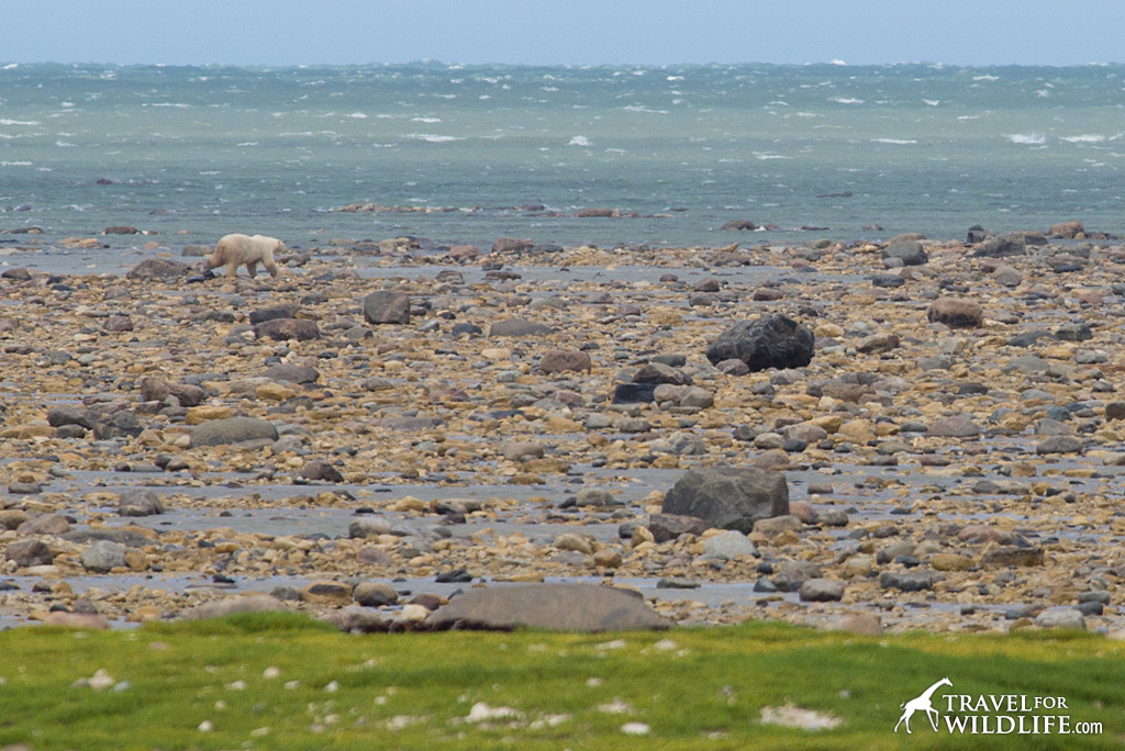 Polar Bear 5: A big guy walking along the tidal flats.