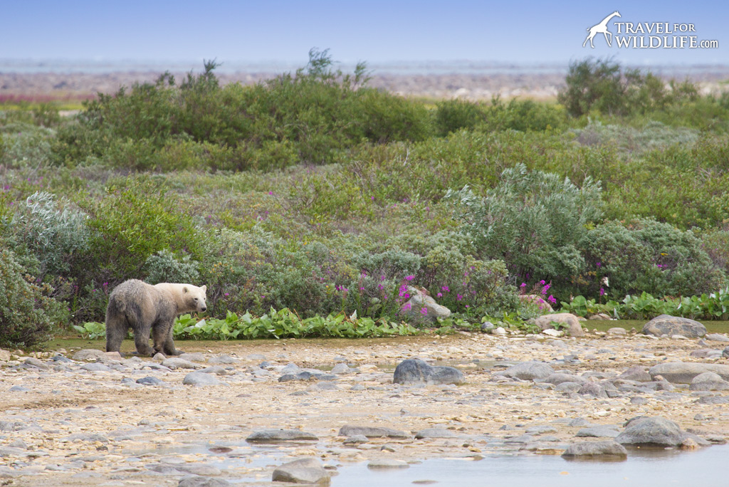 Polar Bear 4: A young bear with a muddy butt.