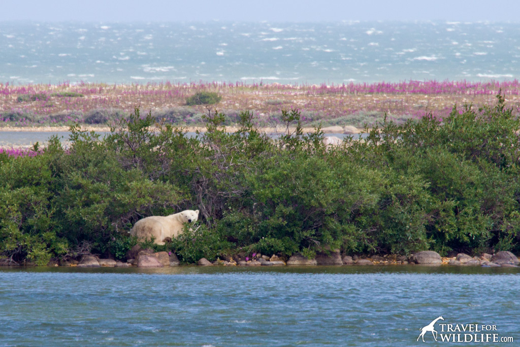 Polar Bear 1: Hiding from the wind and having a nap next to a pond.