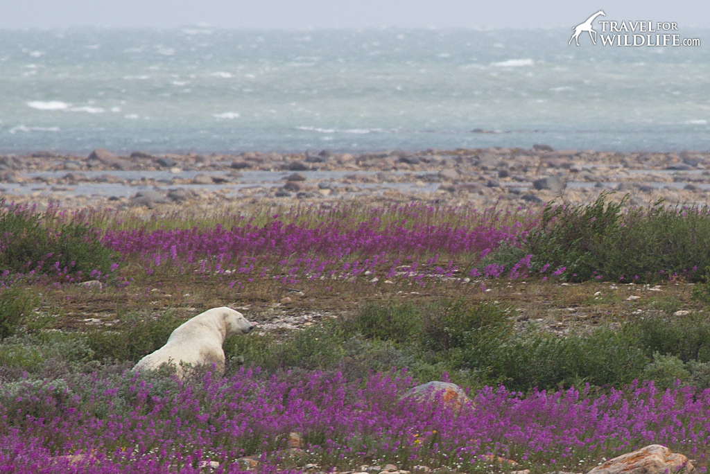 Polar Bear 2: Napping peacefully in the fireweed.