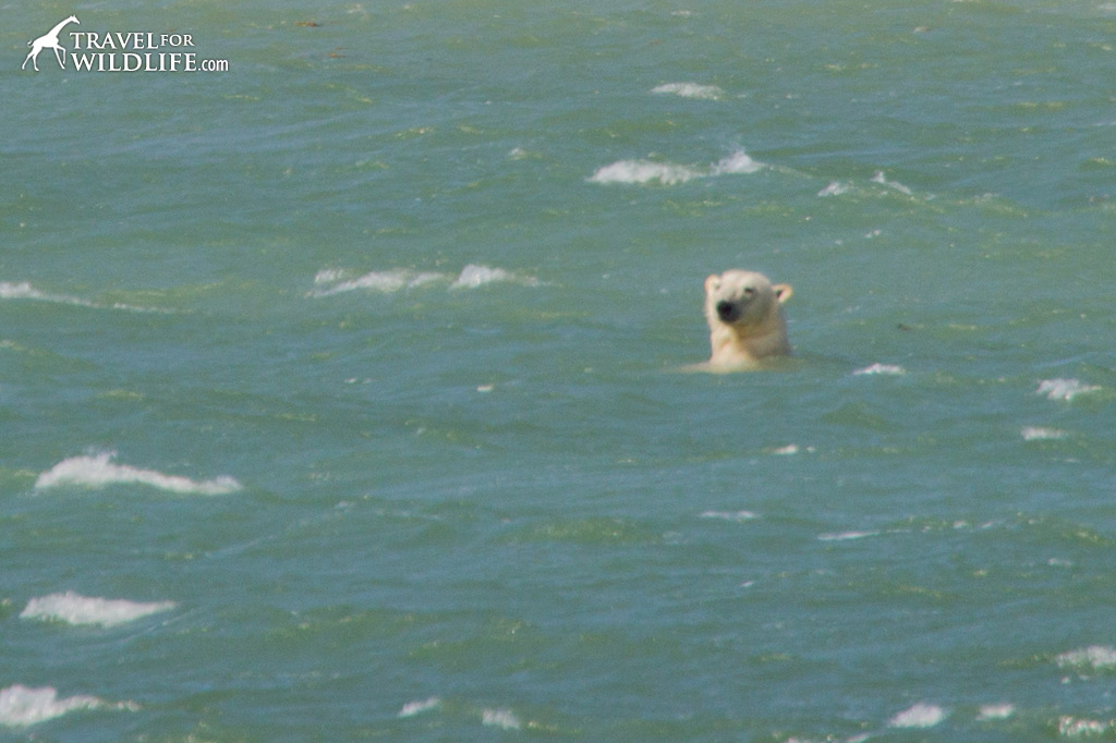 swimming polar bears in Churchill