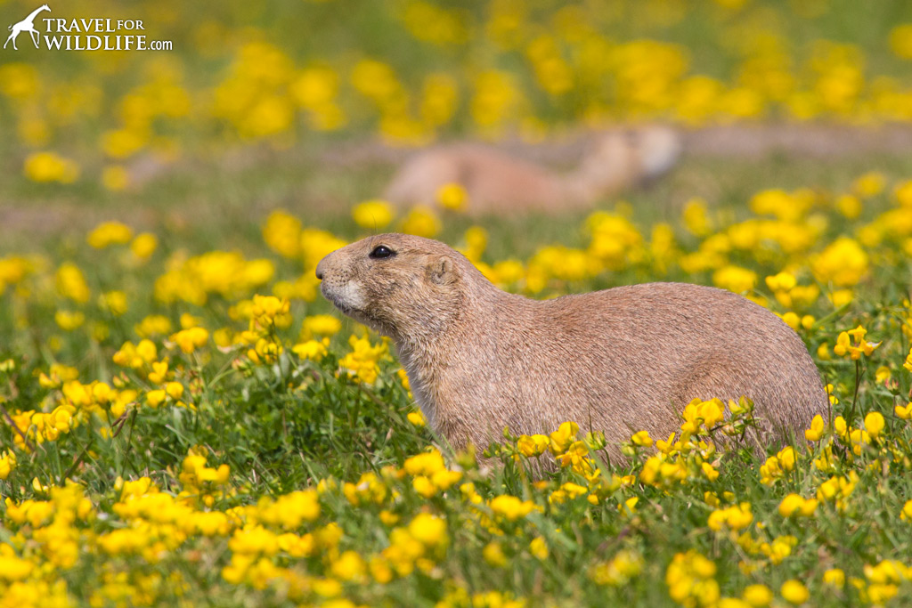 Black-tailed Prairie Dogs living at the Fort Whyte Alive Prairie Dog Town.