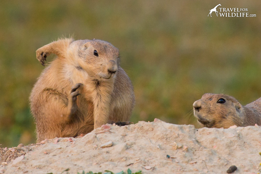 Prairie dogs in Theodore Roosevelt National Park