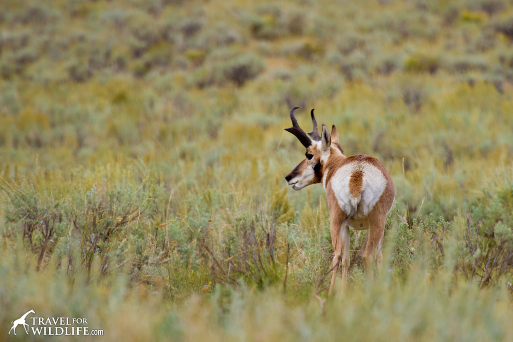 A pronghorn in Yellowstone's Lamar Valley