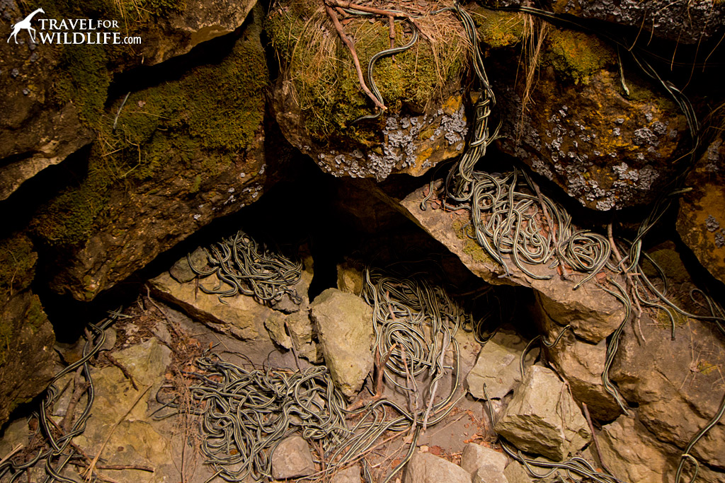 Since we visited at the wrong time of year, here's a pic of the Narcisse Snake Den exhibit in the Manitoba Museum!