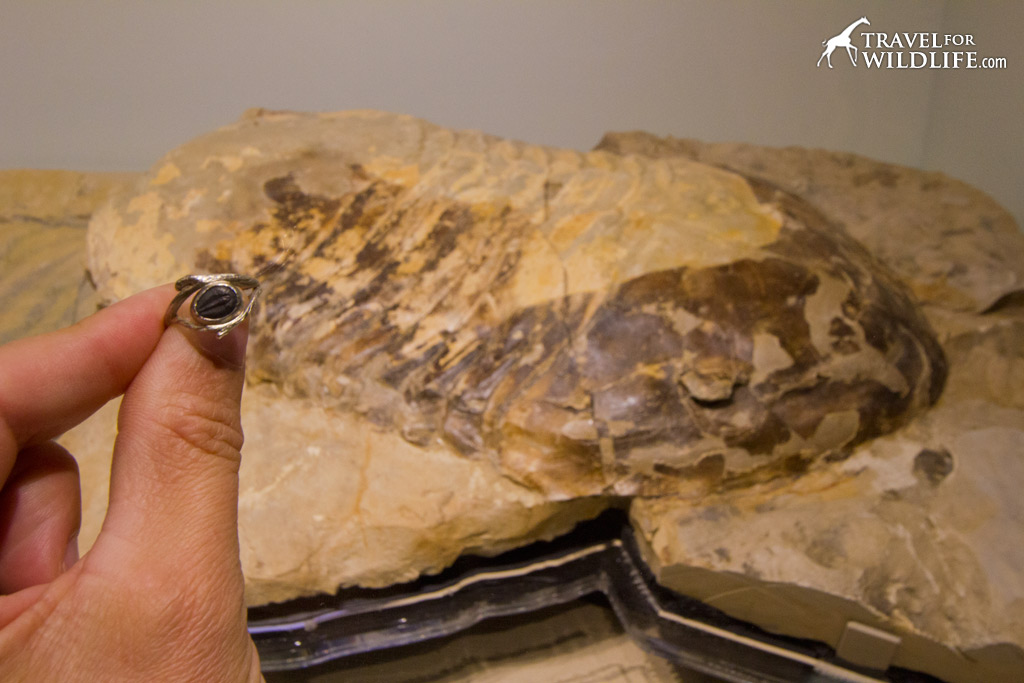 The world's largest trilobite fossil was discovered in Churchill but now lives in Winnipeg
