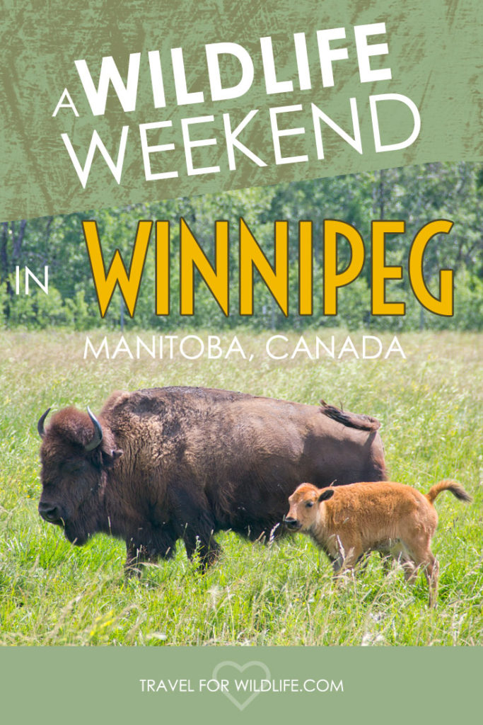 Looking for fun wildlife activities in Winnipeg, Manitoba? Here's our top four plus some fun wildlife day trips!