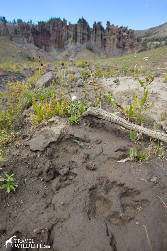 A huge wolf track all the way up in the HooDoo Basin in Yellowstone back country. Awesome!