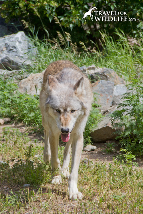 A wolf walking towards the photographer