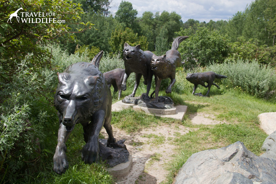 wolves, Ely Minnesota wildlife