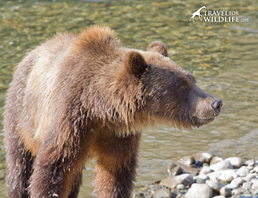 Bears have right of way
