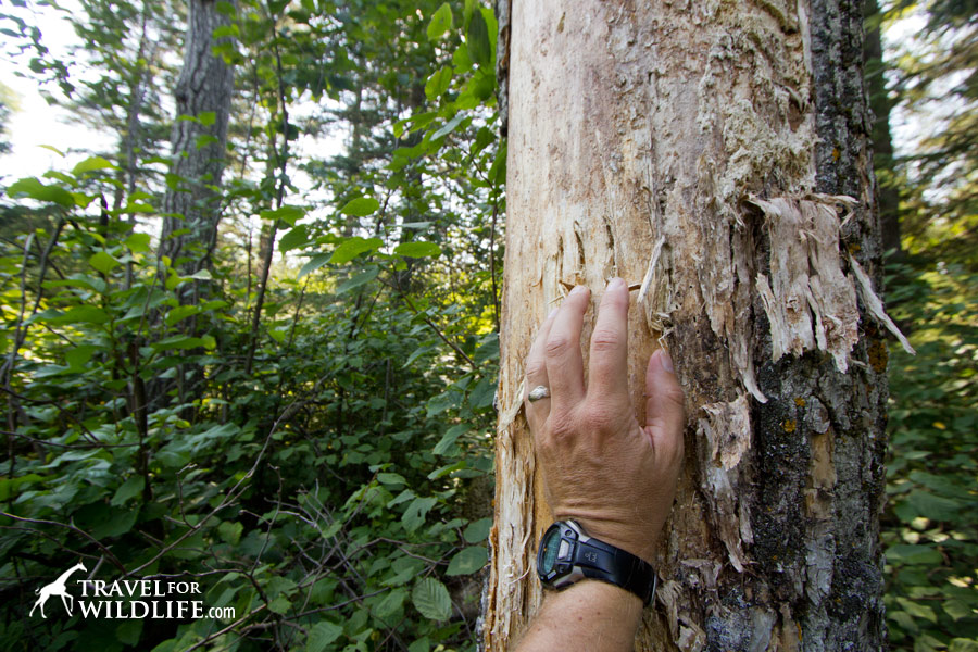 Bear claw marks on a tree
