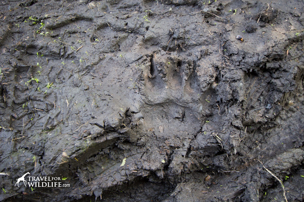 Bear track showing claws