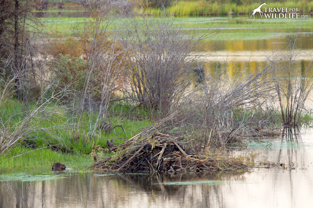 Lodging in Thompson. We watched this beaver building a lodge north of town.